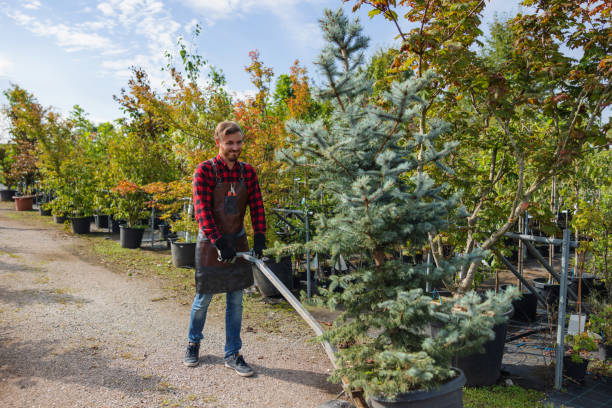 Best Professional Tree Care  in East Palo Alto, CA